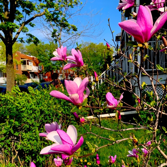 Meet your Posher, Chuan - Picture 1 of 1